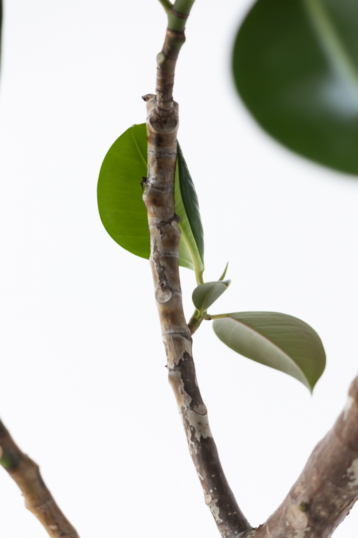 観葉植物 フィカス ソフィア曲がり（10号鉢）の写真8枚目