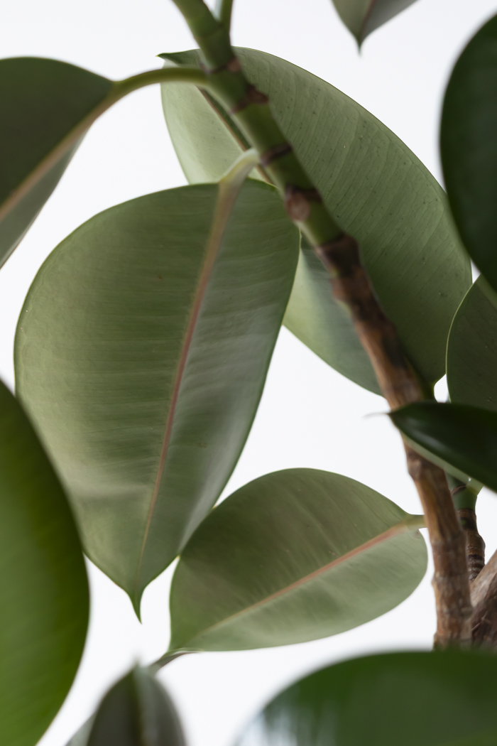 観葉植物 フィカス ソフィア曲がり（10号鉢）の写真9枚目