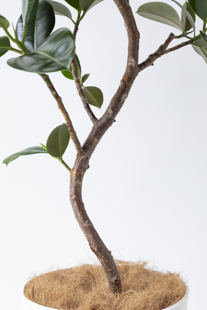 観葉植物 フィカス ソフィア曲がり（10号鉢）の写真10枚目