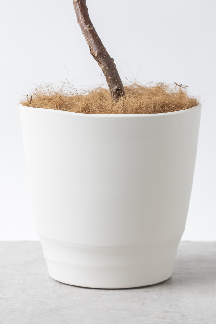 観葉植物 フィカス ソフィア曲がり（10号鉢）の写真11枚目