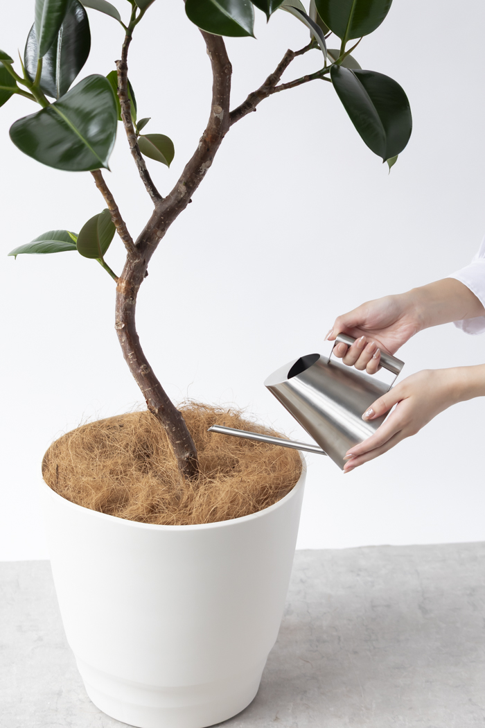 観葉植物 フィカス ソフィア曲がり（10号鉢）の写真12枚目