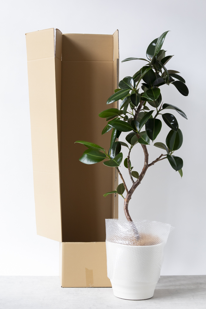 観葉植物 フィカス ソフィア曲がり（10号鉢）の写真13枚目