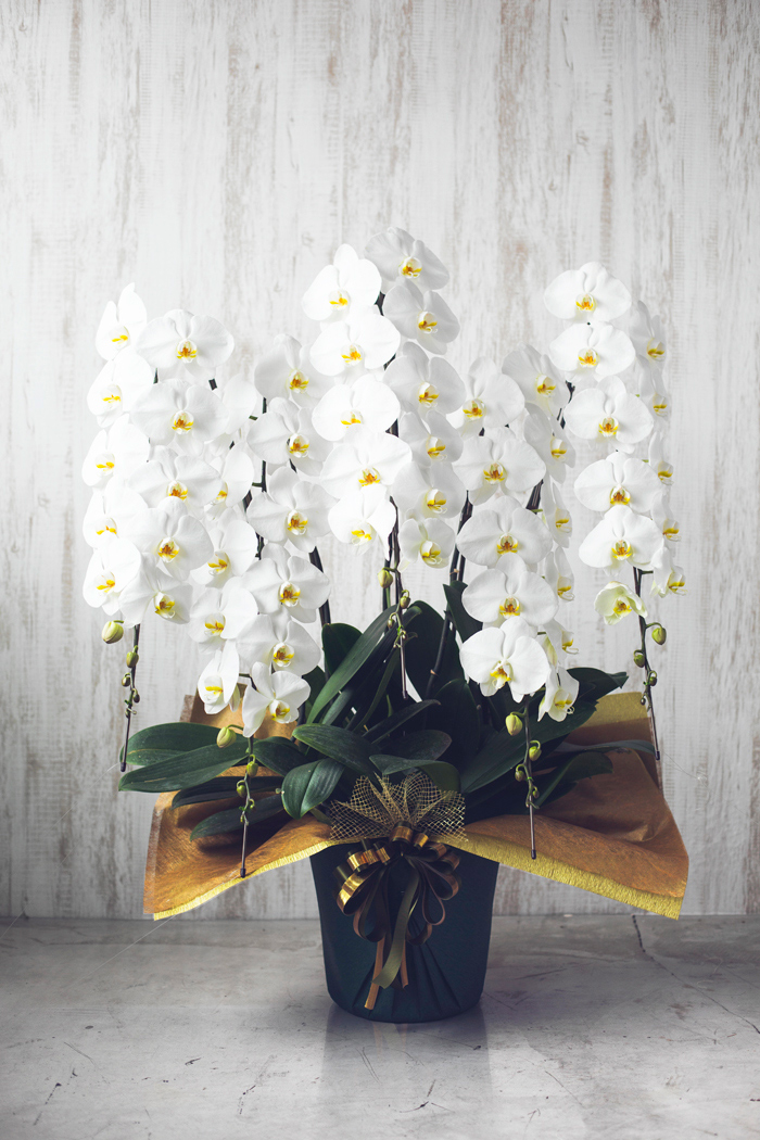 胡蝶蘭 大輪 55輪～60輪 5本立ち 白の写真1枚目