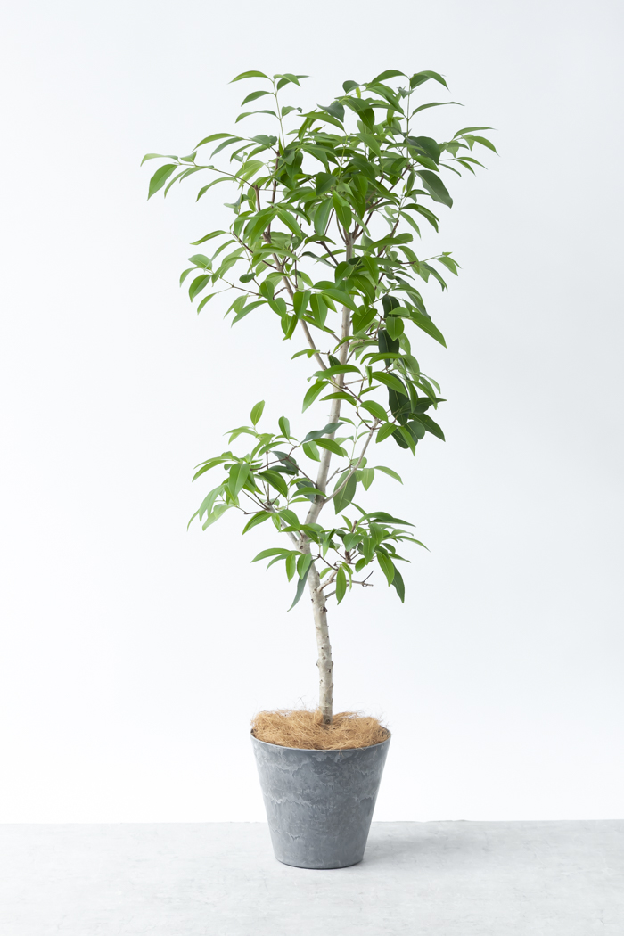 観葉植物 アマゾンオリーブ（8号鉢）