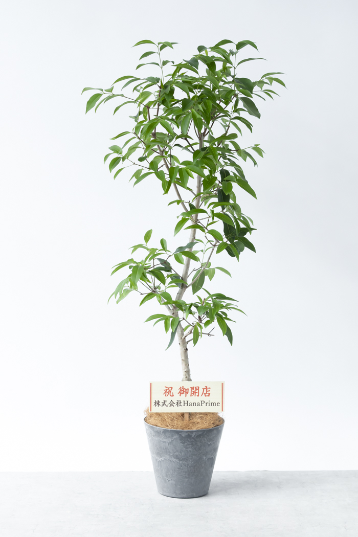 観葉植物 アマゾンオリーブ（8号鉢）