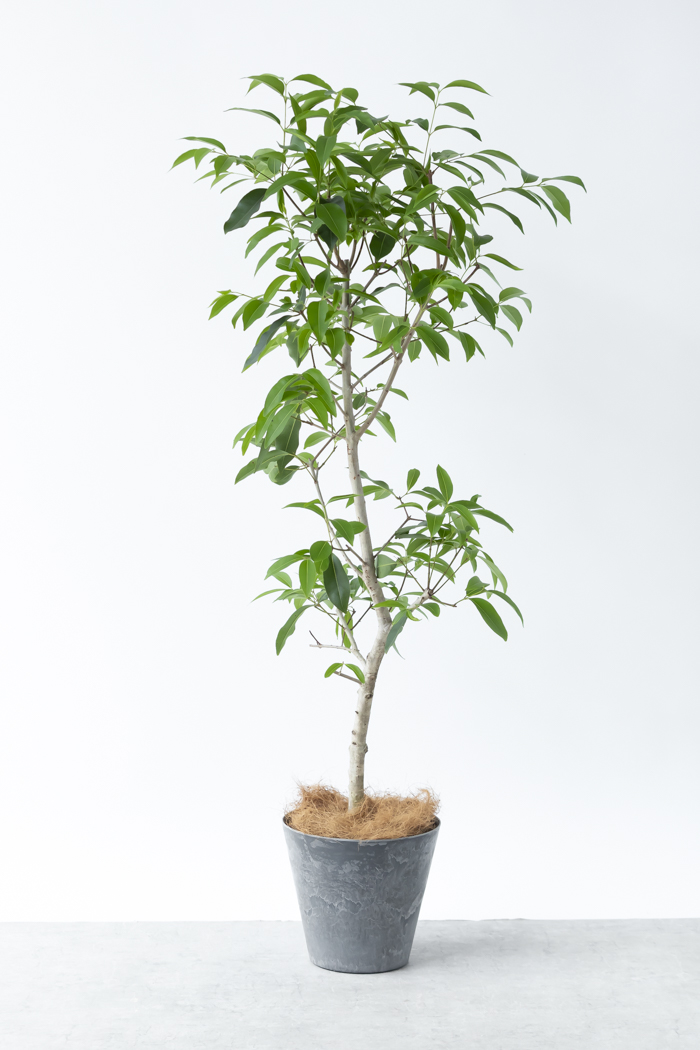 観葉植物 アマゾンオリーブ(8号鉢)の写真3枚目