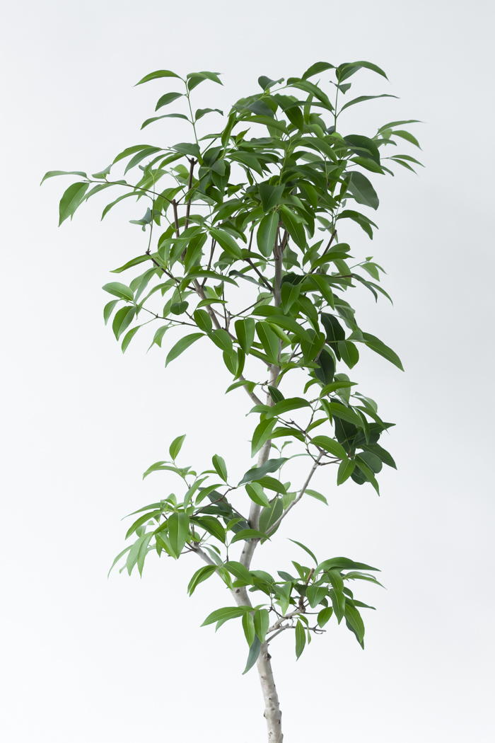 観葉植物 アマゾンオリーブ(8号鉢)の写真4枚目