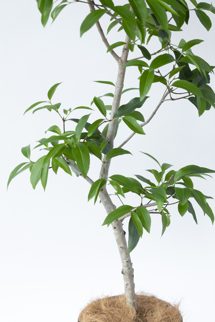 観葉植物 アマゾンオリーブ（8号鉢）｜HanaPrime（ハナプライム）