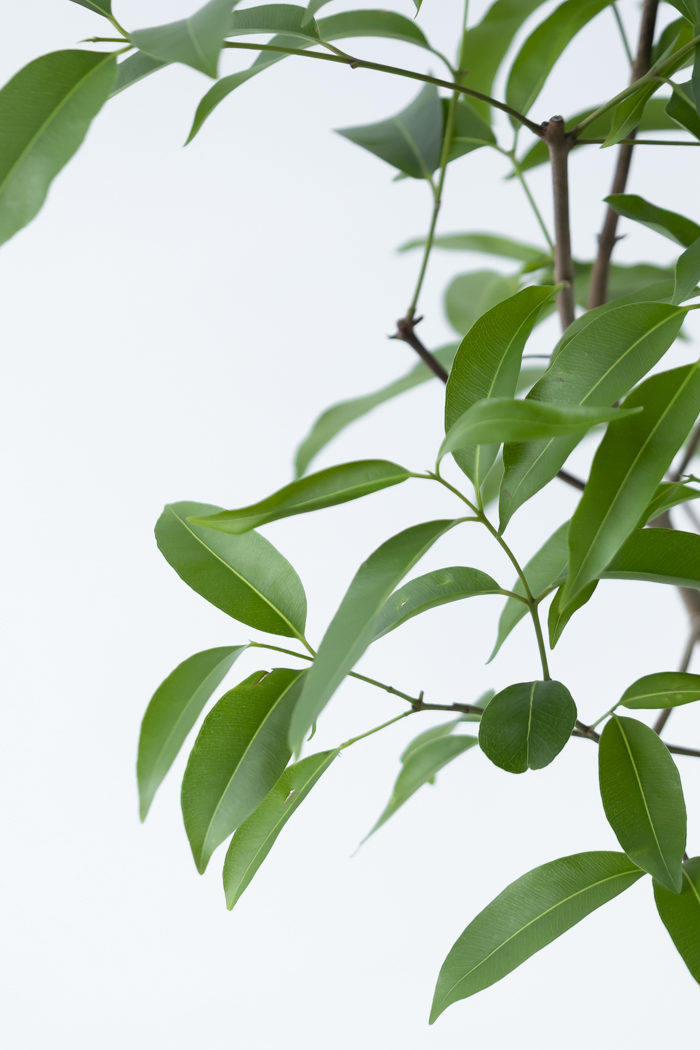 観葉植物 アマゾンオリーブ(8号鉢)の写真6枚目