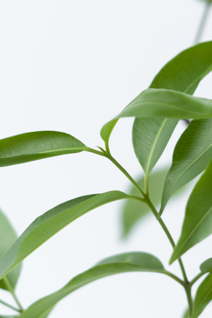 観葉植物 アマゾンオリーブ(8号鉢)の写真7枚目