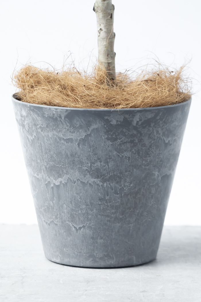 観葉植物 アマゾンオリーブ(8号鉢)の写真8枚目