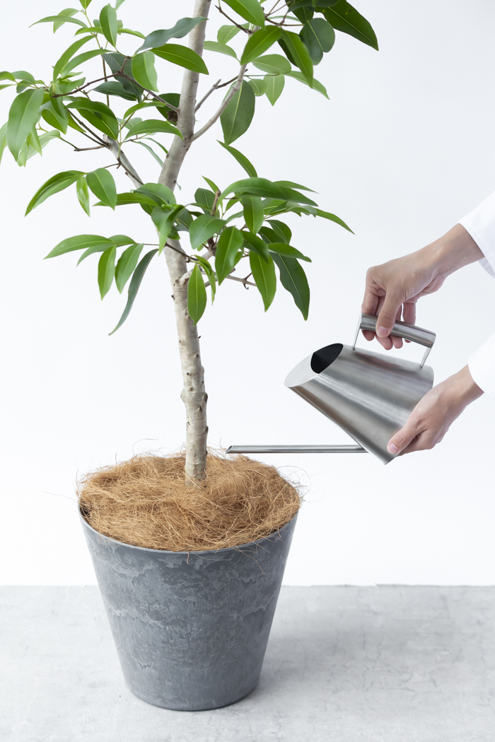 観葉植物 アマゾンオリーブ（8号鉢）｜HanaPrime（ハナプライム）