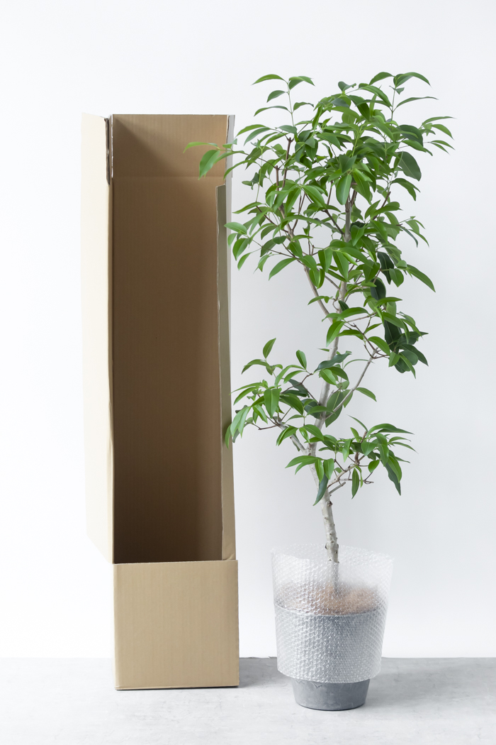 観葉植物 アマゾンオリーブ(8号鉢)の写真10枚目