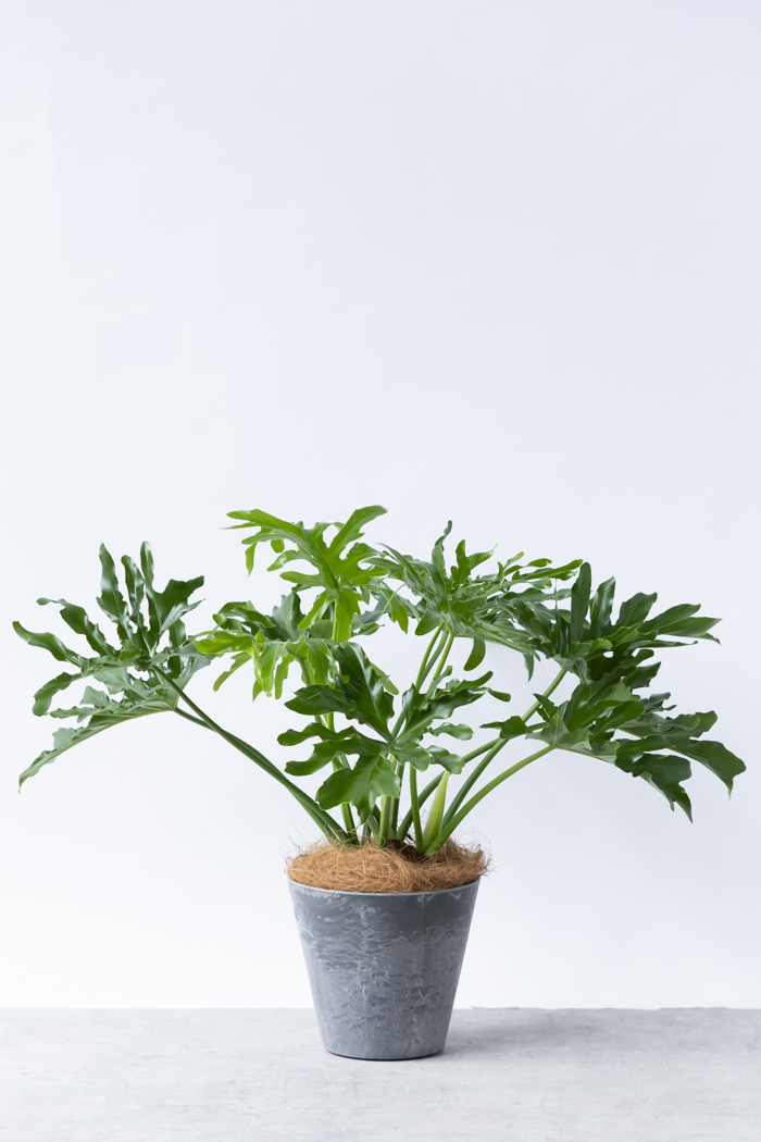 観葉植物 フィロデンドロン セローム根上り（6号鉢）