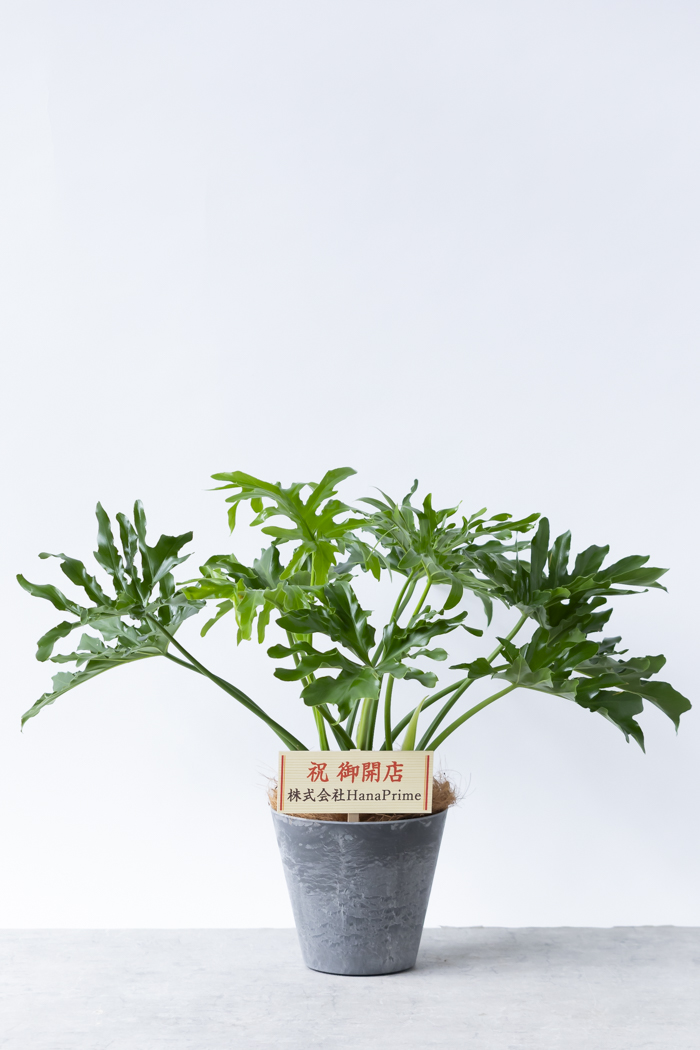 観葉植物 フィロデンドロン セローム根上り（6号鉢）