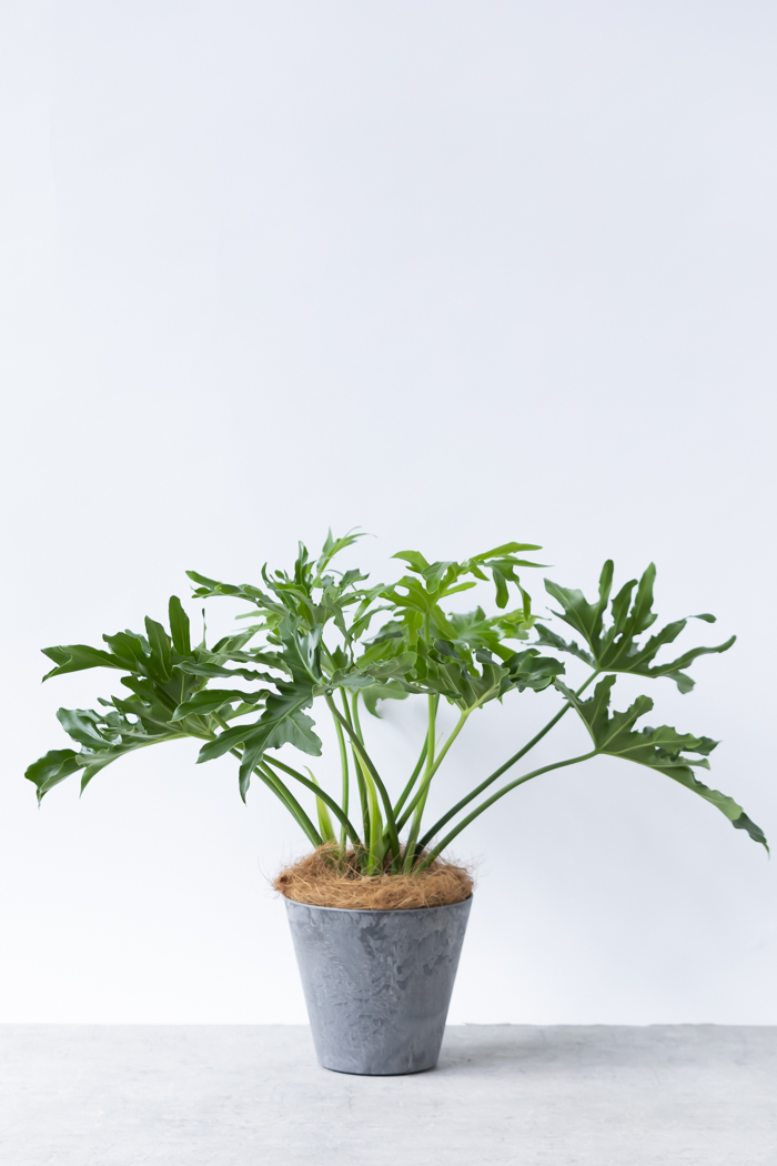 観葉植物 フィロデンドロン セローム根上り（6号鉢）の写真3枚目