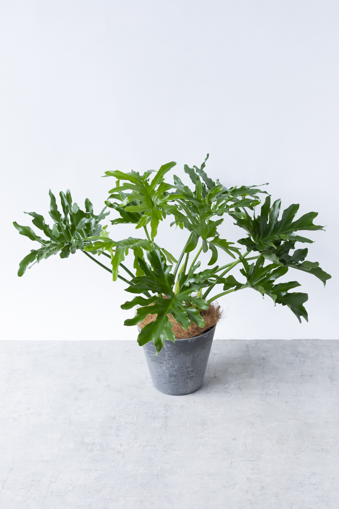 観葉植物 フィロデンドロン セローム根上り（6号鉢）｜HanaPrime（ハナ