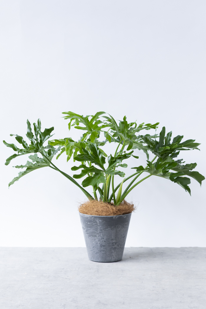 観葉植物 フィロデンドロン セローム根上り（6号鉢）の写真5枚目