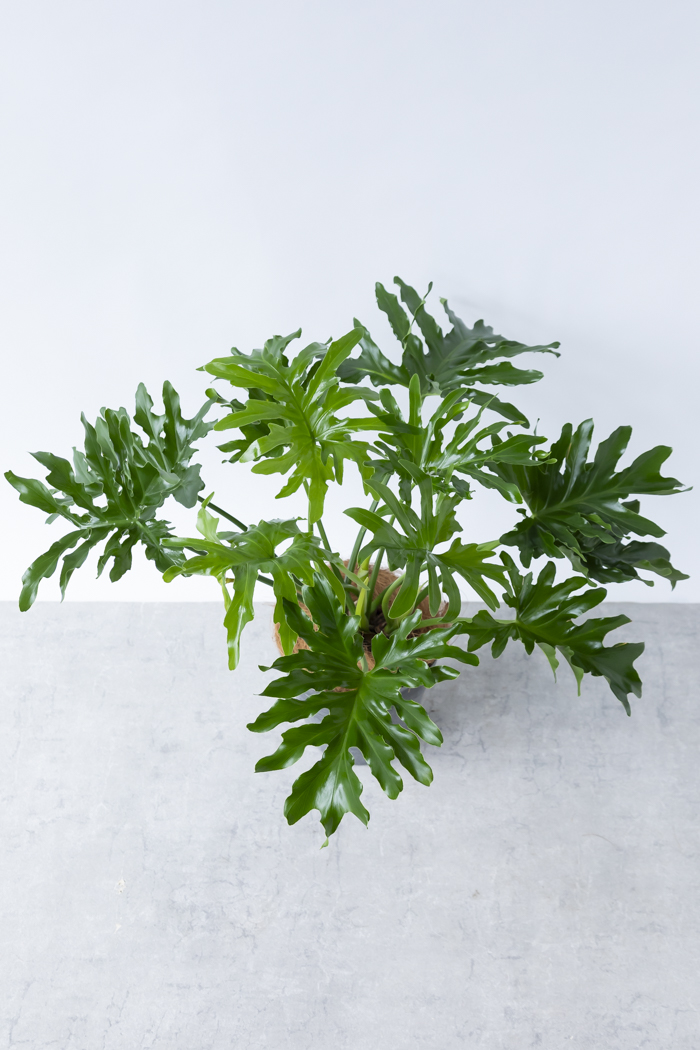 観葉植物 フィロデンドロン セローム根上り(6号鉢)の写真6枚目