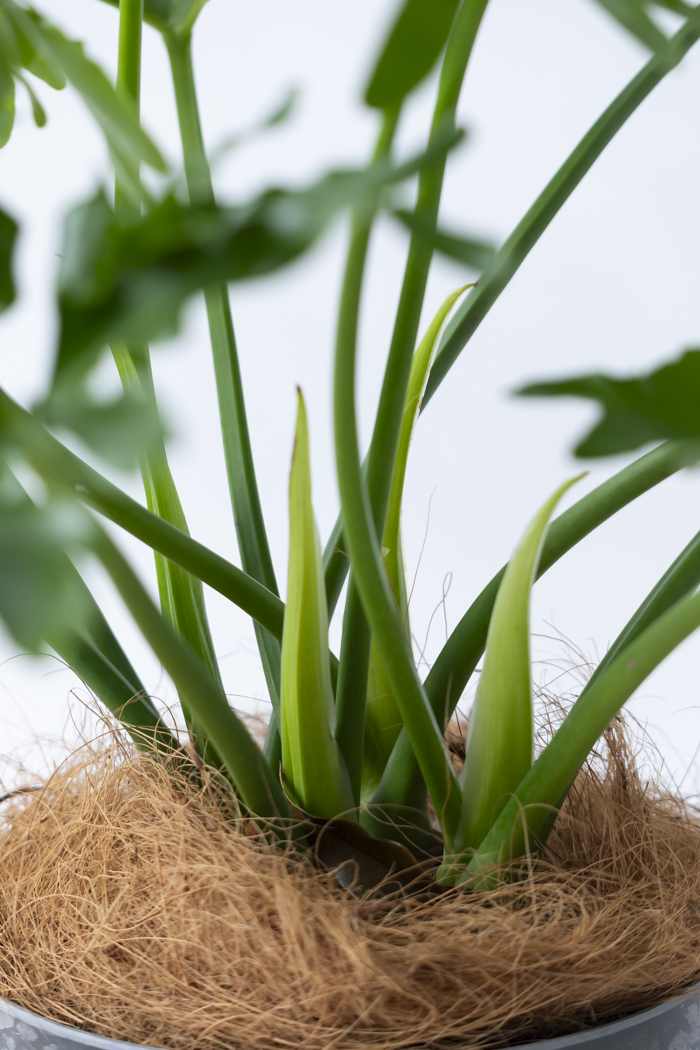観葉植物 フィロデンドロン セローム根上り(6号鉢)の写真7枚目