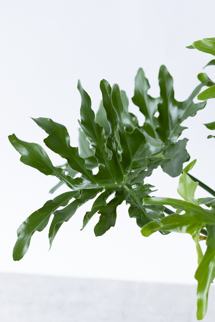 観葉植物 フィロデンドロン セローム根上り(6号鉢)の写真8枚目