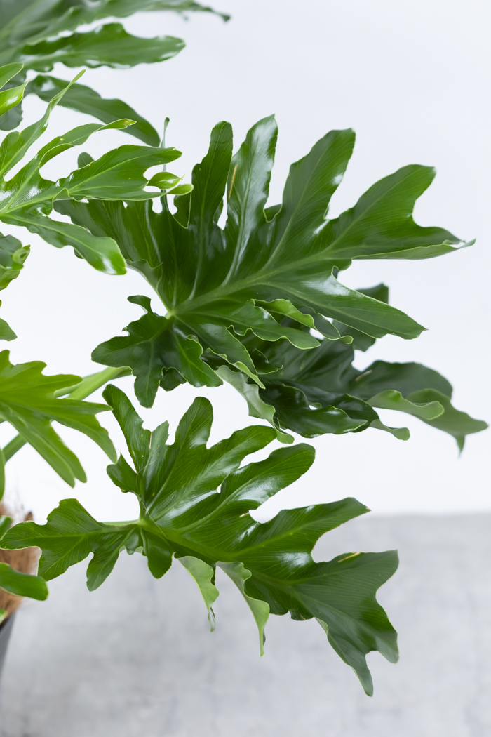 観葉植物 フィロデンドロン セローム根上り(6号鉢)の写真9枚目