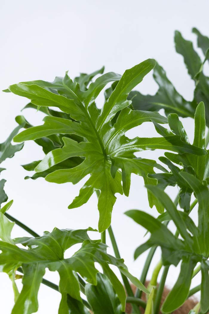 観葉植物 フィロデンドロン セローム根上り(6号鉢)の写真10枚目