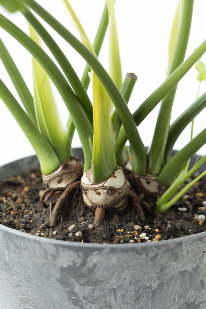 観葉植物 フィロデンドロン セローム根上り（6号鉢）の写真11枚目