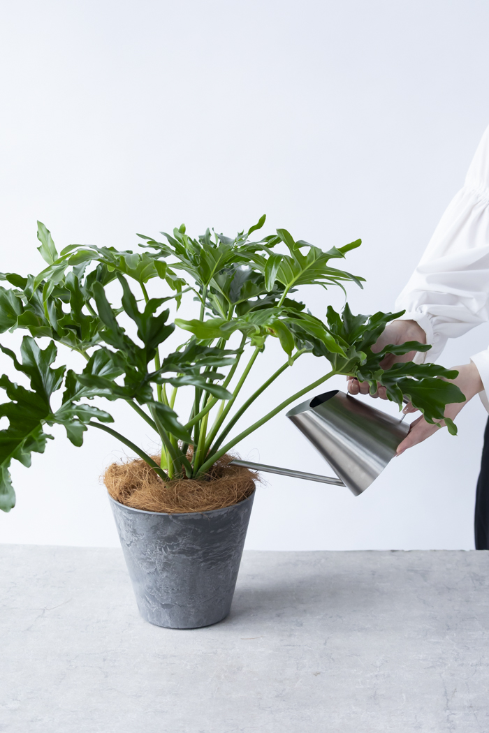 観葉植物 フィロデンドロン セローム根上り（6号鉢）の写真12枚目