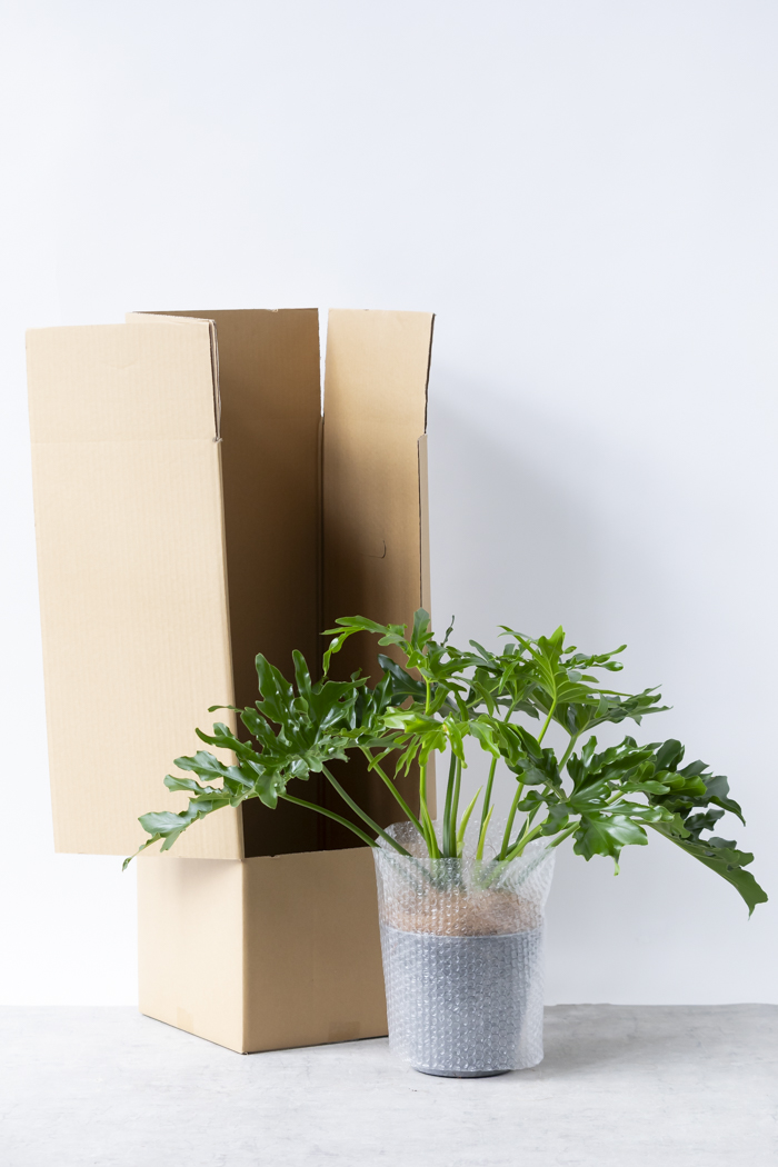 観葉植物 フィロデンドロン セローム根上り（6号鉢）の写真13枚目