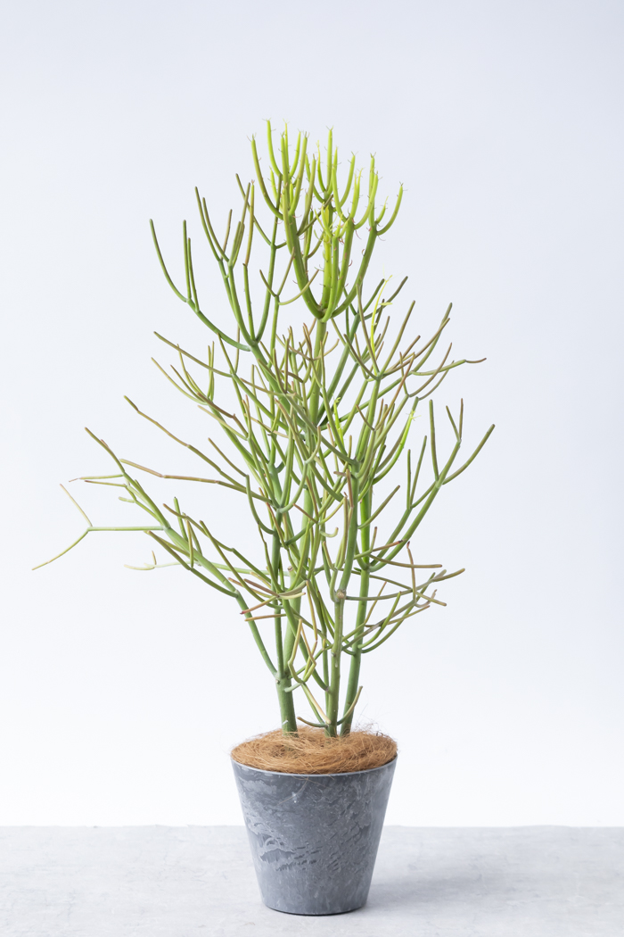 観葉植物 ミルクブッシュ（6号鉢）の写真1枚目