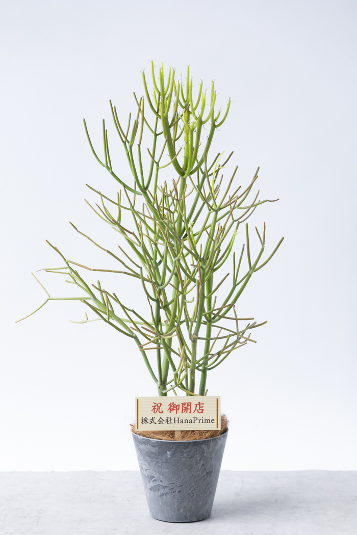 観葉植物 ミルクブッシュ（6号鉢）｜HanaPrime（ハナプライム）