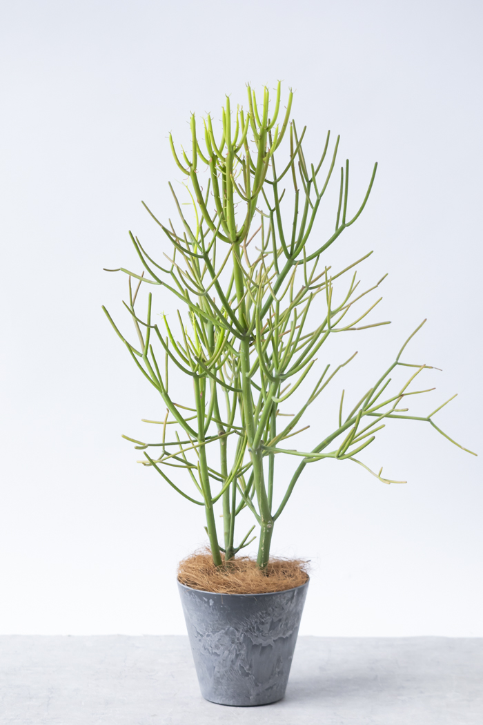 観葉植物 ミルクブッシュ(6号鉢)|HanaPrime(ハナプライム) 観葉植物 ミルクブッシュ(6号鉢)|HanaPrime(ハナプライム)