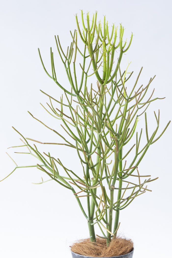 観葉植物 ミルクブッシュ（6号鉢）の写真4枚目