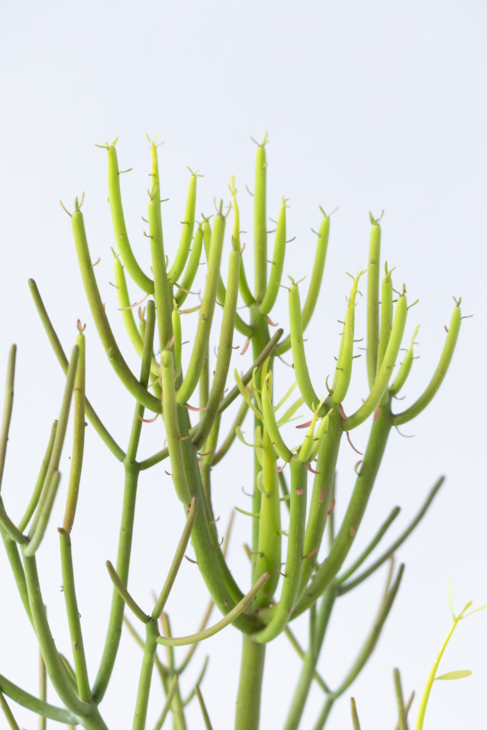 観葉植物 ミルクブッシュ（6号鉢）の写真5枚目