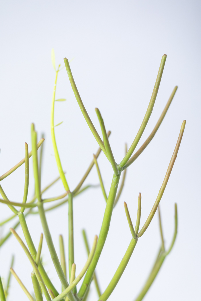 観葉植物 ミルクブッシュ（6号鉢）の写真6枚目