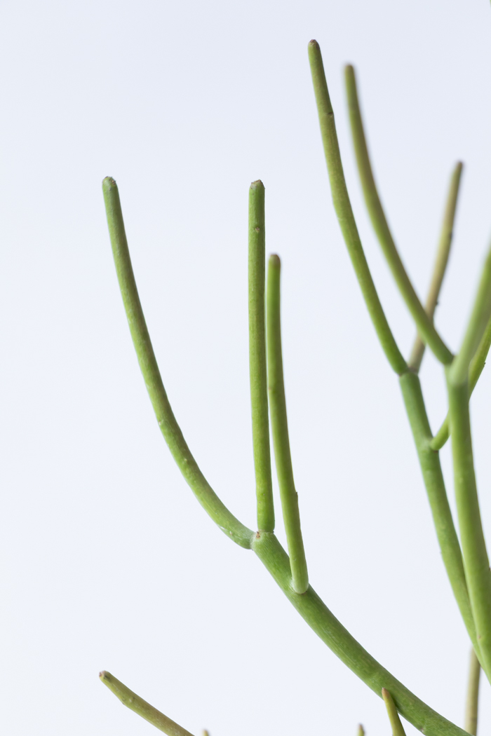 観葉植物 ミルクブッシュ（6号鉢）の写真7枚目