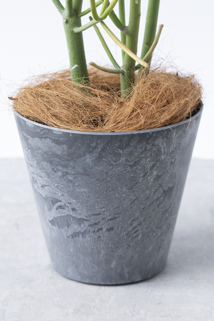 観葉植物 ミルクブッシュ（6号鉢）の写真8枚目