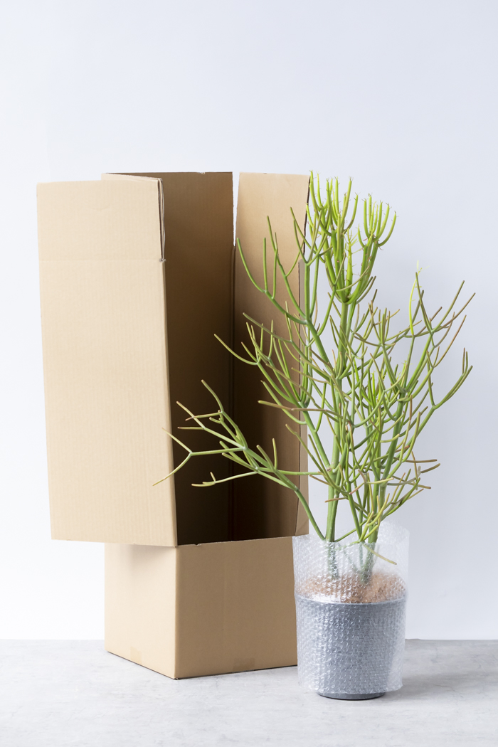 観葉植物 ミルクブッシュ（6号鉢）の写真9枚目