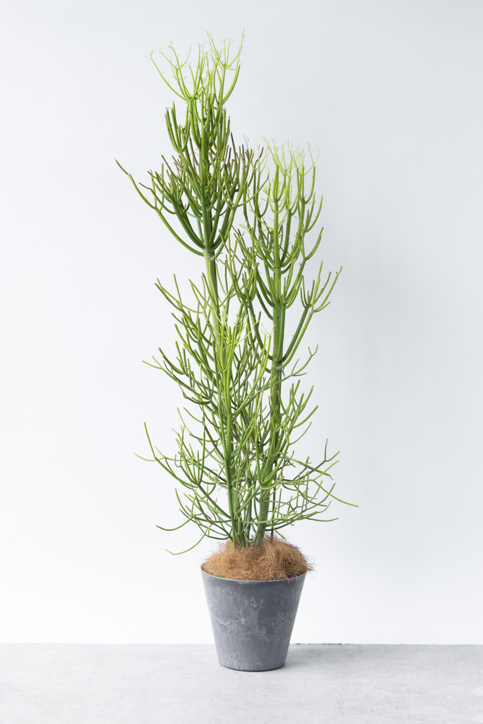観葉植物 ミルクブッシュ（8号鉢）の写真1枚目