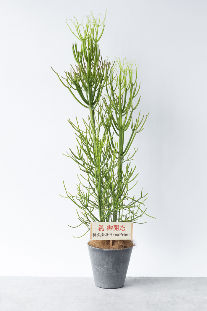 ミルクブッシュ 8号　一点もの 観葉植物 ミルクブッシュ（8号鉢）｜HanaPrime（ハナプライム）