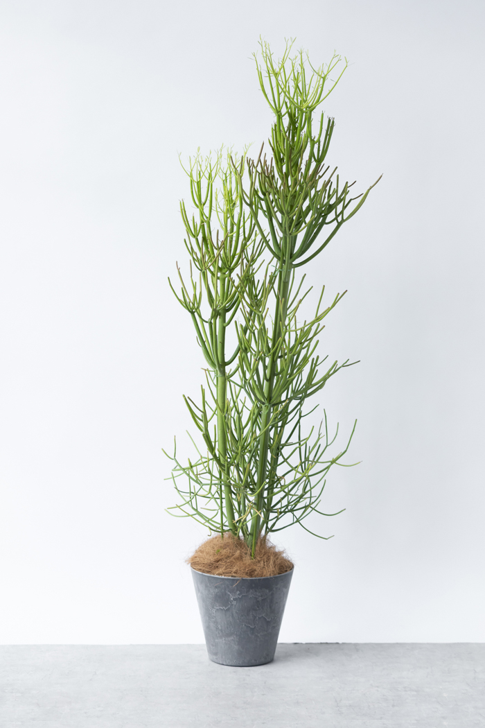 観葉植物 ミルクブッシュ（8号鉢）の写真3枚目