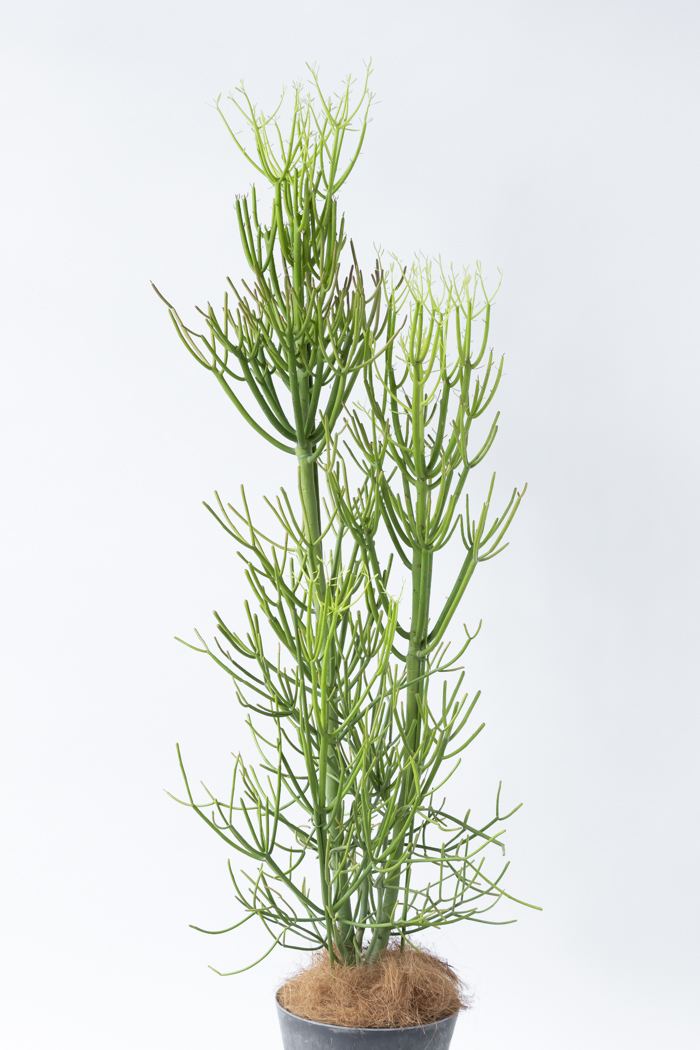 観葉植物 ミルクブッシュ（8号鉢）の写真4枚目