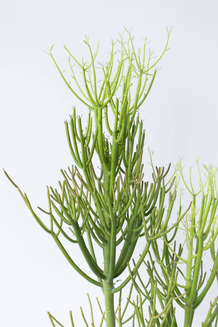 観葉植物 ミルクブッシュ（8号鉢）の写真5枚目