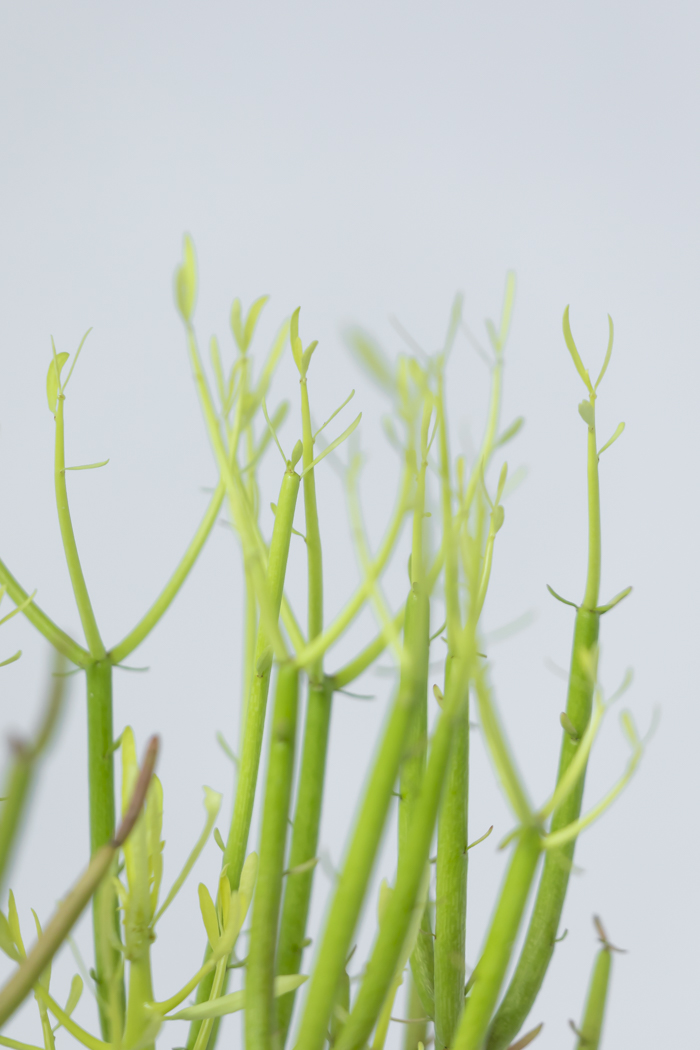 観葉植物 ミルクブッシュ（8号鉢）の写真6枚目