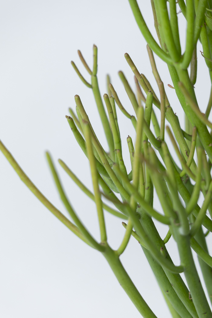 観葉植物 ミルクブッシュ（8号鉢）の写真7枚目