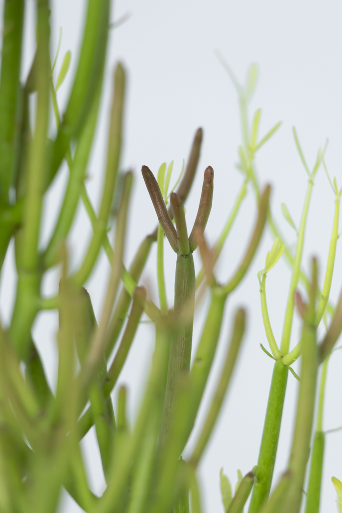 観葉植物 ミルクブッシュ（8号鉢）の写真8枚目