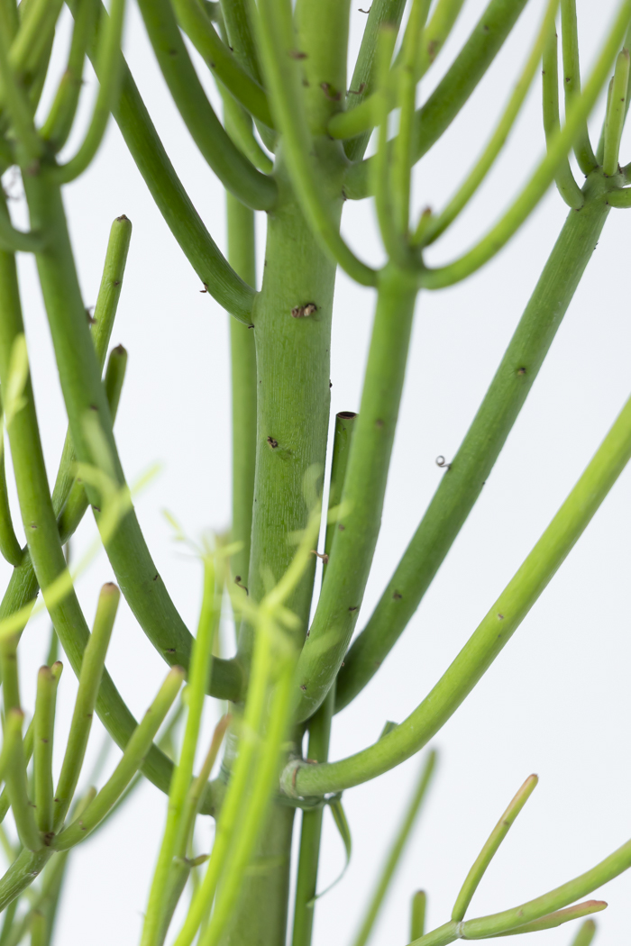 観葉植物 ミルクブッシュ（8号鉢）の写真9枚目