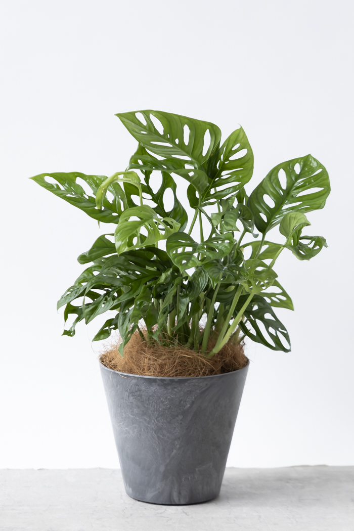 観葉植物 マドカズラ（6号鉢）