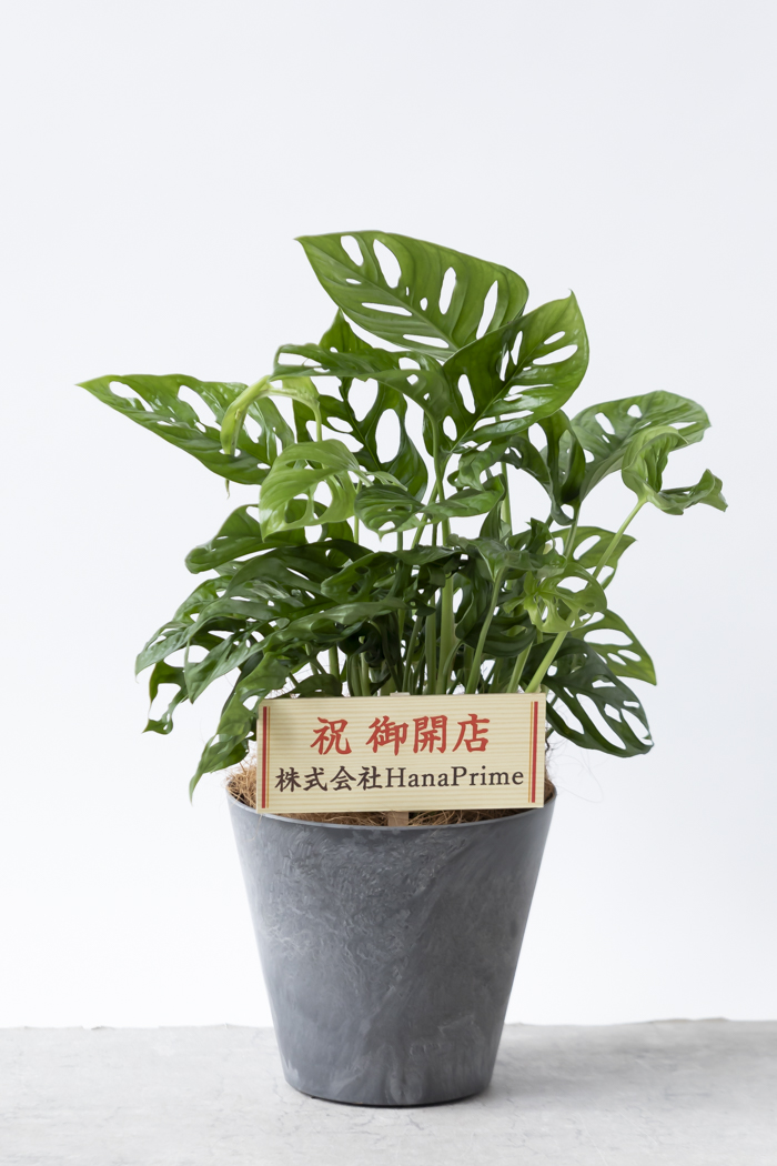 観葉植物 マドカズラ（6号鉢）